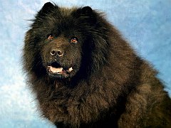 Midnight Magic, Chow Chow